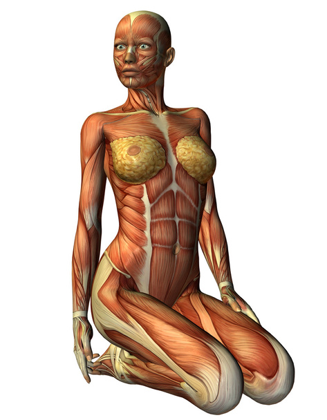 3D renderização Muskelln mulher de joelhos da frente
 - Foto, Imagem
