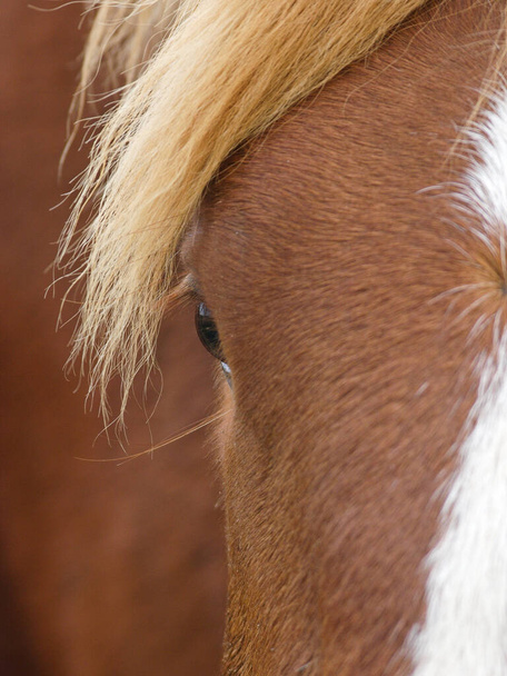 Abstraktní záběr kaštanového koně. - Fotografie, Obrázek