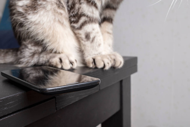 Katze ist dabei, das Smartphone vom Tisch auf den Boden zu werfen, der gefährlich am Rand liegt. Unterhaltung für Haustiere. - Foto, Bild