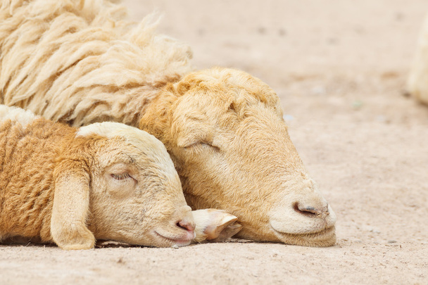 Sheep lay down,couple - Photo, Image