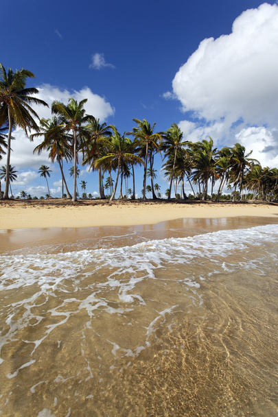 Caraïbean beach - Fotó, kép