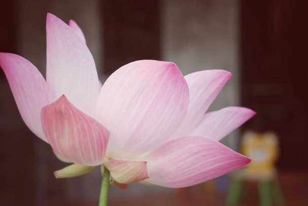 Kaunis vaaleanpunainen lootus kukkia - Valokuva, kuva