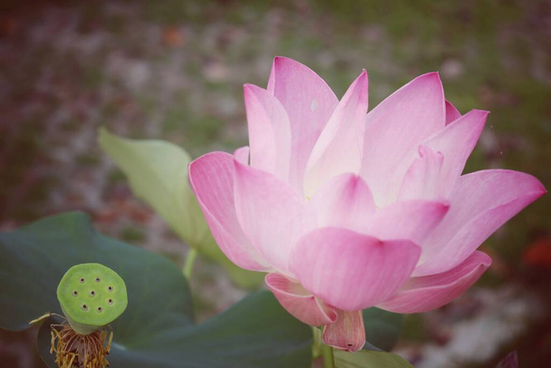Розовые цветки лотоса - Фото, изображение