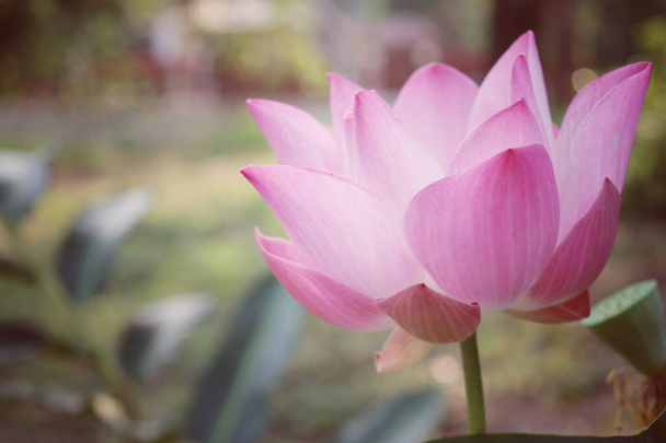 ピンクの蓮の花の美しい - 写真・画像