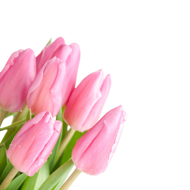 Tulips bouquet isolated - Photo, Image