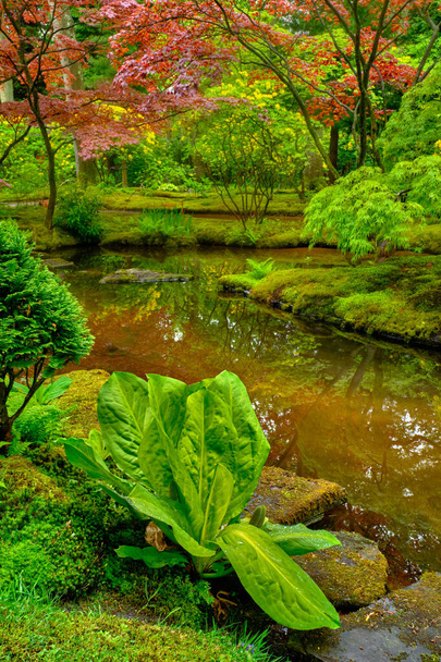 Jardin japonais, Parc Clingendael, La Haye, Pays-Bas - Photo, image