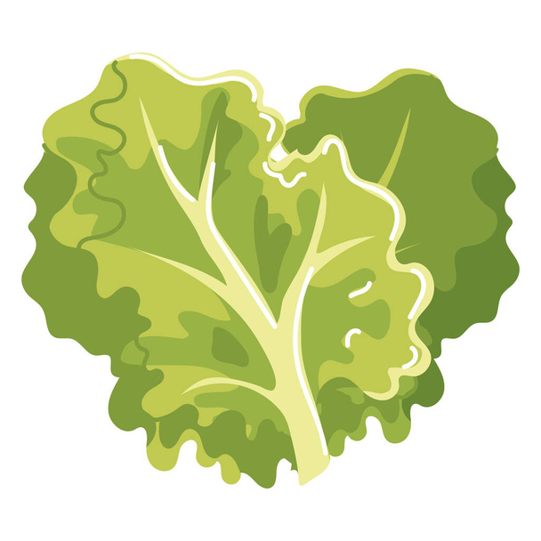 lechuga vegetal fresca - Vector, imagen