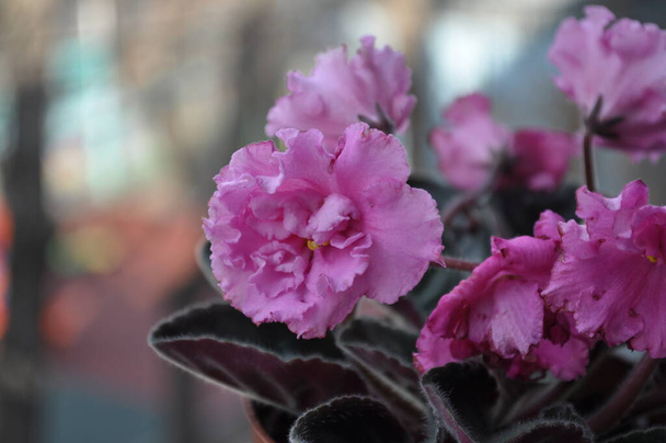 Breeding violets at home. Homemade flowers. Flowers for the house. senpolia. They bloom pink. - Photo, Image