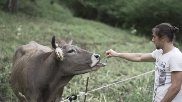 Glimlachende jongeman geeft gras aan koe grazen achter touw hek kauwen en schudden hoofd op de dag - Video