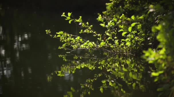 Herbe et buissons près d'un étang calme - Séquence, vidéo