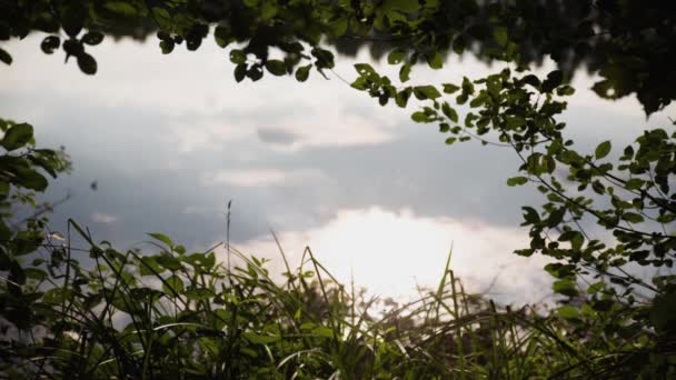 Gras und Büsche in der Nähe von ruhigen Teich - Filmmaterial, Video