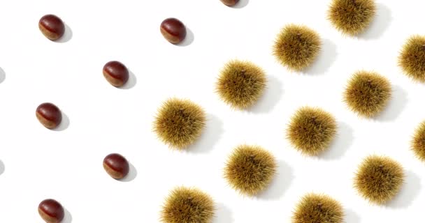 Sweet Chestnut and husk pattern background - Footage, Video