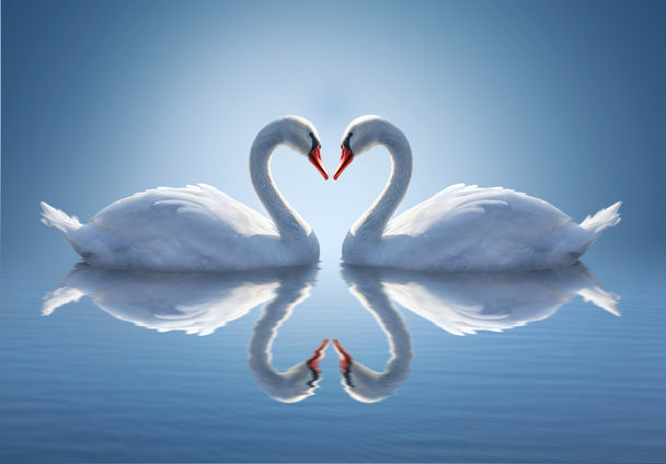 Romantic two swans,  symbol of love. - Photo, Image