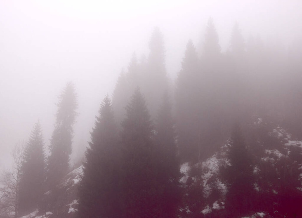 jodły w górach pokryte mgłą - Zdjęcie, obraz