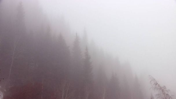 silhouettes of fir trees in the mountains covered with fog - Photo, Image