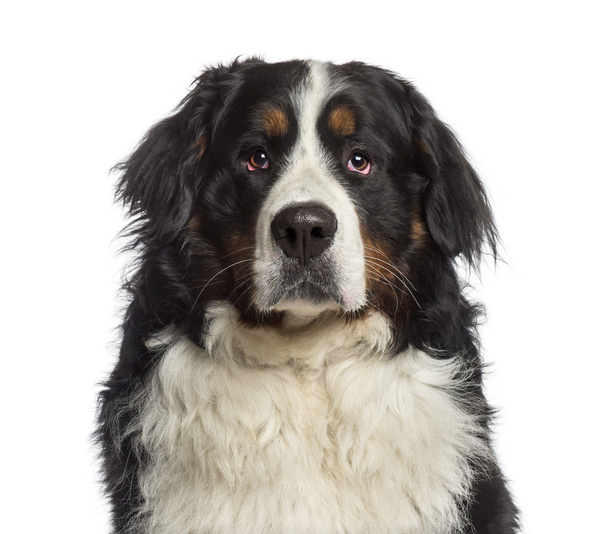 headshot Berneński pies pasterski (18 miesięcy) - Zdjęcie, obraz