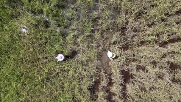 Una vista aérea de arriba hacia abajo de un campo de arroz con los agricultores en el trabajo. Situado en la aldea de Skuduk, Sarawak, Malasia. Paisaje general de un arrozal, chozas, árboles y agricultores
. - Imágenes, Vídeo