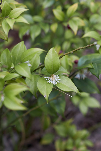 Sarcococca ruscifolia arbusto en flor - Foto, imagen