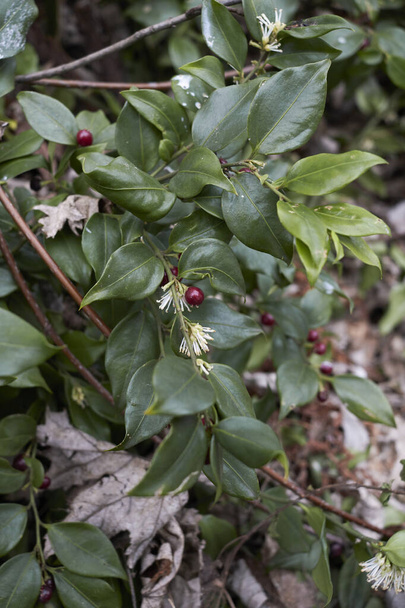 Sarcococca ruscifolia shrub in bloom - Photo, Image