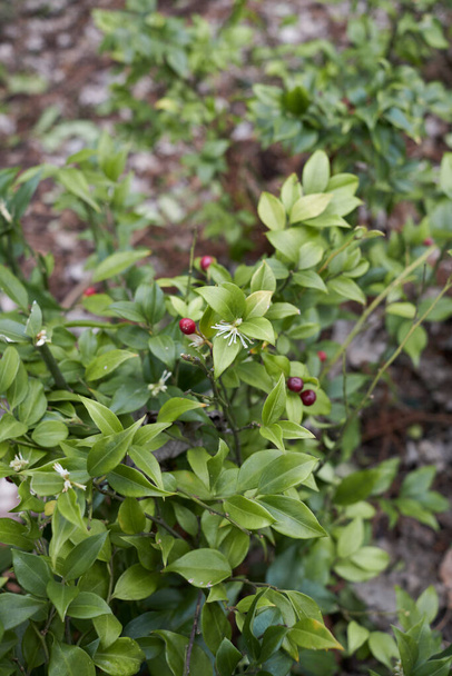 Sarcococca ruscifolia struik in bloei - Foto, afbeelding