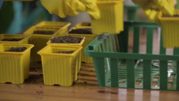 Rolnik w rękawiczkach umieszcza kilka doniczek nawozów organicznych torfu w zielonym pudełku ogrodowym. Ekologiczne rolnictwo wiosną. Dbam o rośliny. Uprawa warzyw ekologicznych w rolnictwie - Materiał filmowy, wideo