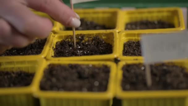 Bahçıvanın elleri, üzerinde tohum olarak toprak bulunan tencereye kazınmış domateslerin yazılı olduğu ahşap bir tabela yapıştırıyor. Bahçıvan tohum eker ve bitkilerin isimlerini gösterir. - Video, Çekim