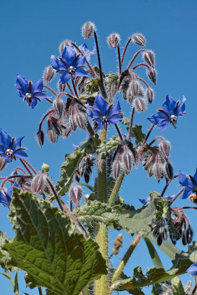 растение в цвету, вид снизу, borago officinalis, boraginaceae. - Фото, изображение