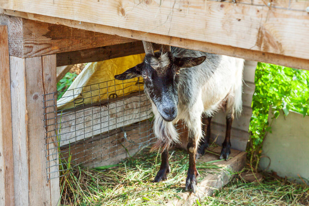 Cute chick goat relaxing in ranch farm in summer day. Domestic goats grazing in pasture and chewing, countryside background. Goat in natural eco farm growing to give milk and cheese - Photo, Image