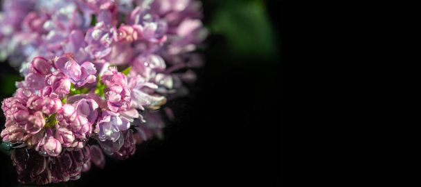 close up shot of beautiful blooming flowers - Фото, зображення