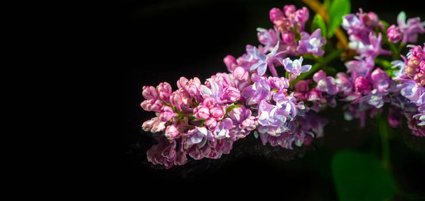 крупным планом снимок красивых цветущих цветов - Фото, изображение