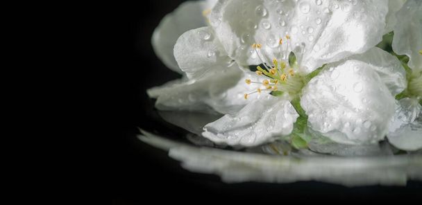beautiful botanical shot, floral bloom wallpaper - Foto, Bild