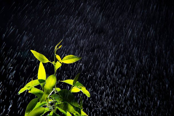 Капли воды или дождь на свежие зеленые листья, сезон дождей - Фото, изображение