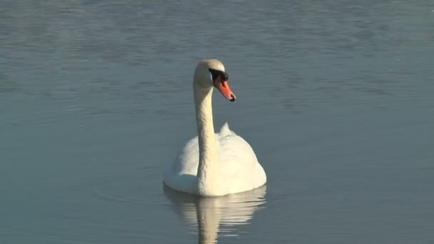drijvende zwaan op het meer close-up - Video