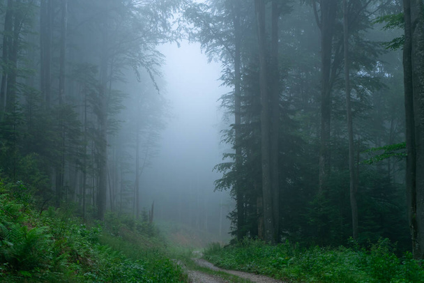 Uma vista de uma floresta escura com nevoeiro entre as árvores - Foto, Imagem