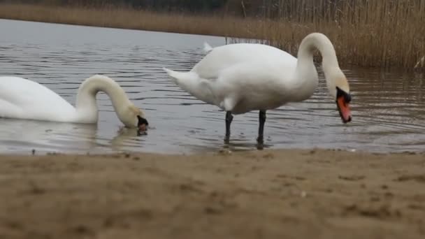 a couple of white swans eating on the shore of a lake. - Footage, Video