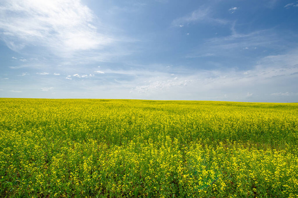 scenic view of blooming rapeseed field - Foto, imagen