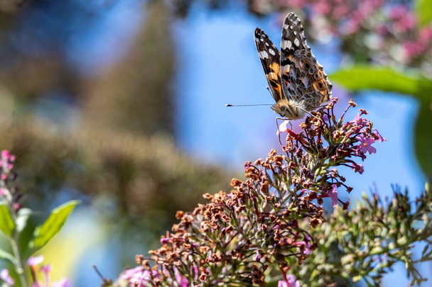 A portrait of a thistle butterfly, also known as a painted lady, cosmopolitan or vanessa cardui. The butterfly is sitting on the flowers of a pink buddleja bush feeding itself. - 写真・画像