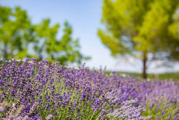 Lavanda campo verão pôr do sol paisagem perto de Valensole. Provence, França. Flores de lavanda florescendo campos perfumados em fileiras intermináveis. Cenário maravilhoso, paisagem de natureza pacífica, cores maravilhosas, inspirar - Foto, Imagem