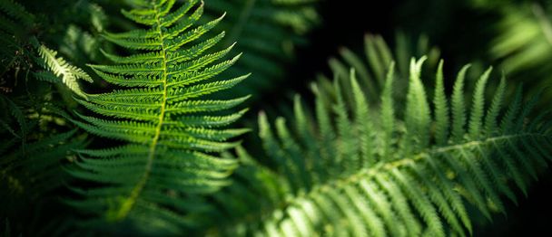 Beautiful ferns leaves green foliage natural floral fern background in sunlight. Beautiful ferns leaves green foliage. Abstract nature macro, natural floral fern background in sunlight with green blur - Photo, Image
