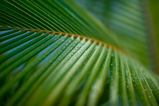 hoja de palma verde, vista de cerca - Foto, imagen