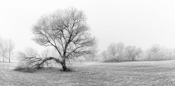 Одно дерево в снежном ландшафте. Минималистический пейзаж с одиноким голым снежным деревом в зимнем поле. Удивительная сцена в облачную и туманную погоду - Фото, изображение