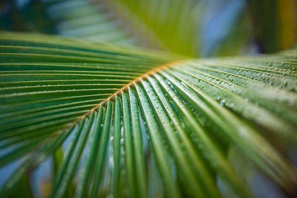 wet green leaves background, close up - Foto, imagen