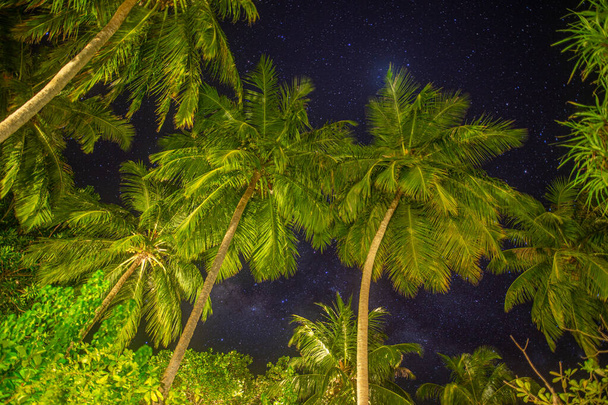 palmbomen tegen de nachtelijke sterrenhemel - Foto, afbeelding