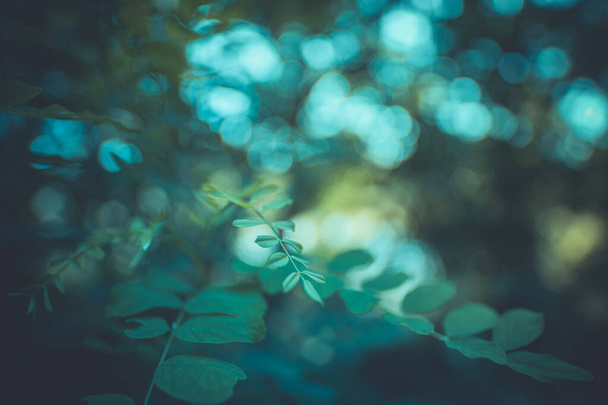 green leaves, flora and foliage  - 写真・画像