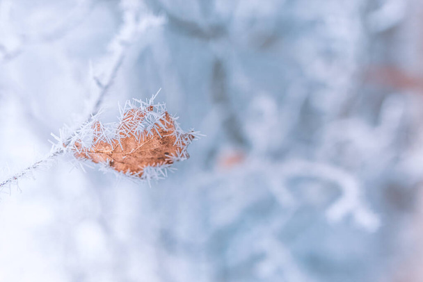 White prickly sharp frosty frost on the branches. Winter day closeup, artistic background. Winter cold frozen nature macro, pastel colors, dramatic natural meadow and floral pattern - Photo, image
