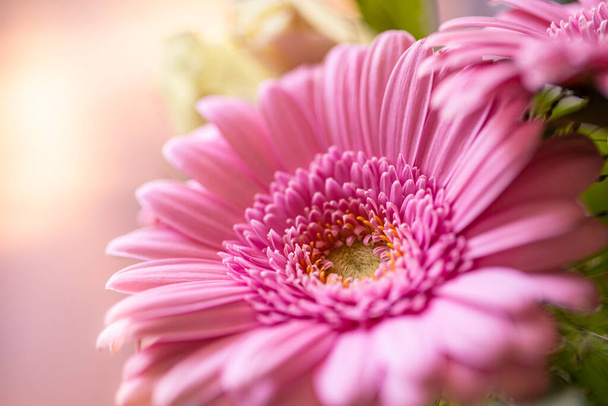 beautiful pink gerbera flower on a background of a blurred bokeh. - Photo, Image