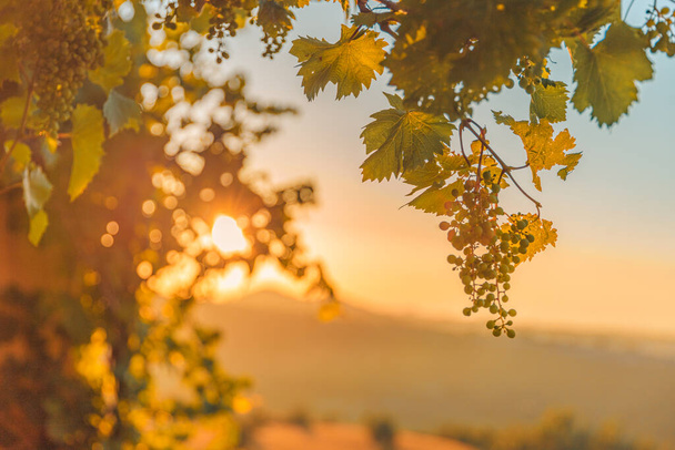 Sonnenstrahlen durch die Blätter der Trauben. Kunstvolle Nahaufnahme des Sonnenuntergangs im Weinberg, warmes Sonnenlicht mit Trauben - Foto, Bild