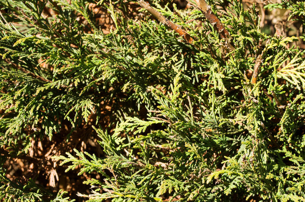 Naturalne drzewa iglaste zielony wzór tło - Zdjęcie, obraz