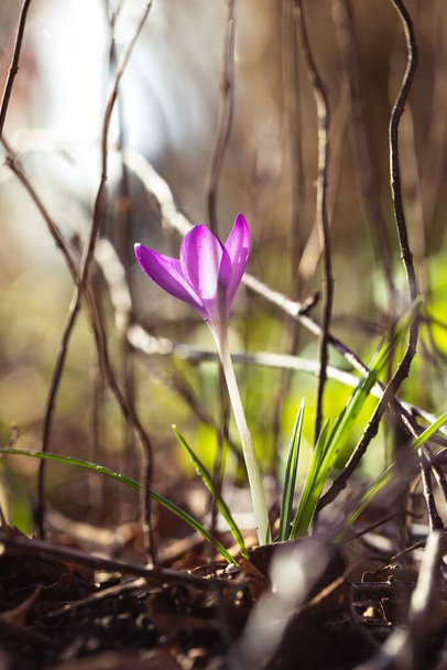 A portrait of a vibrant purple crocus flower standing in between other vegetation in a garden during spring. The sunlight lights the flower beautifully. - Fotoğraf, Görsel