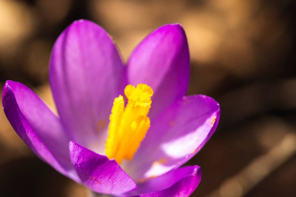 A closeup portrait of a purple crocus or crocus vernus flower in a garden. The background is blurred and brown and the yellow pestle is visible. - Φωτογραφία, εικόνα